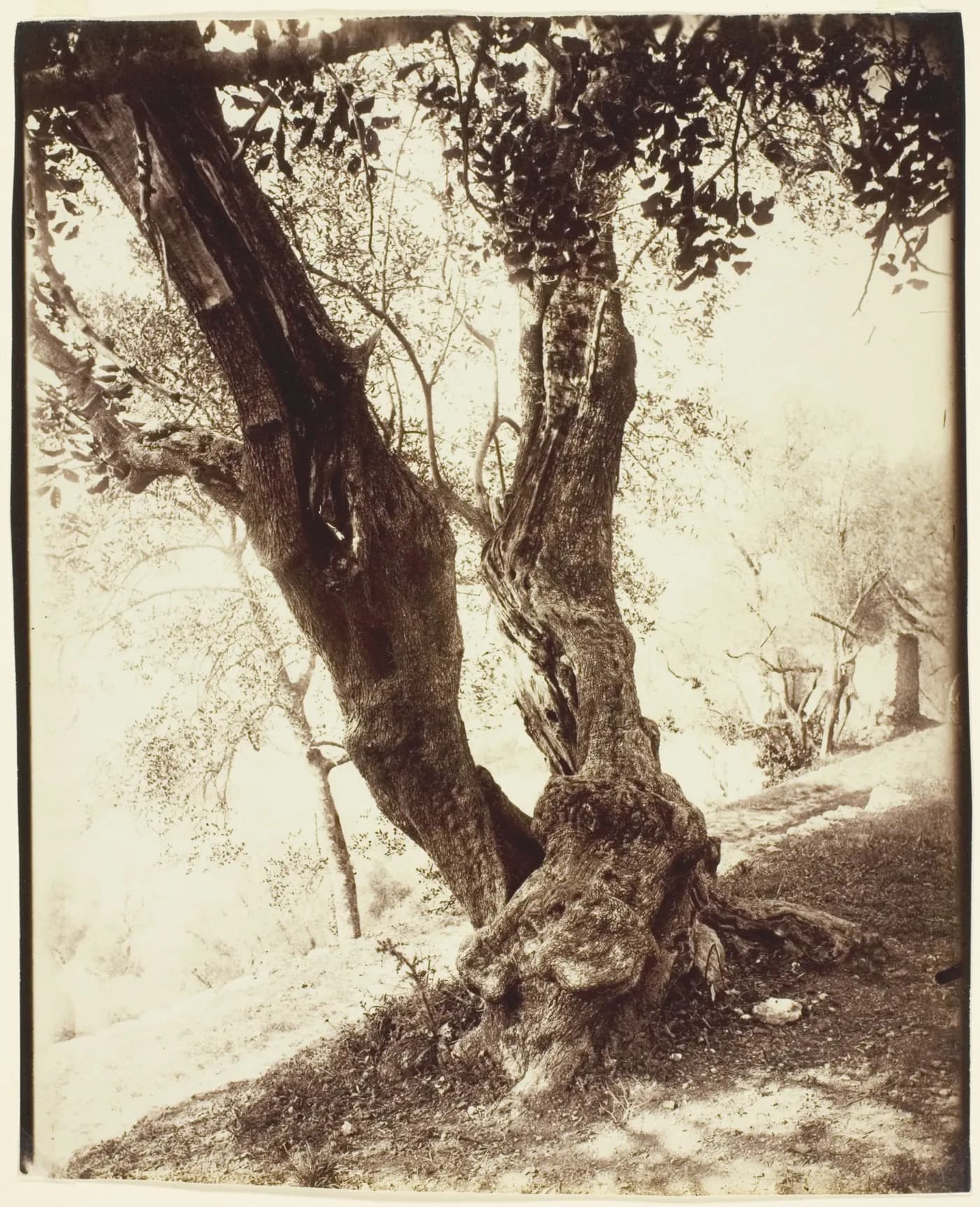 Fine-art print after Olivier, Nice (Olive Tree, Nice) by Jean-Eugène-Auguste Atget